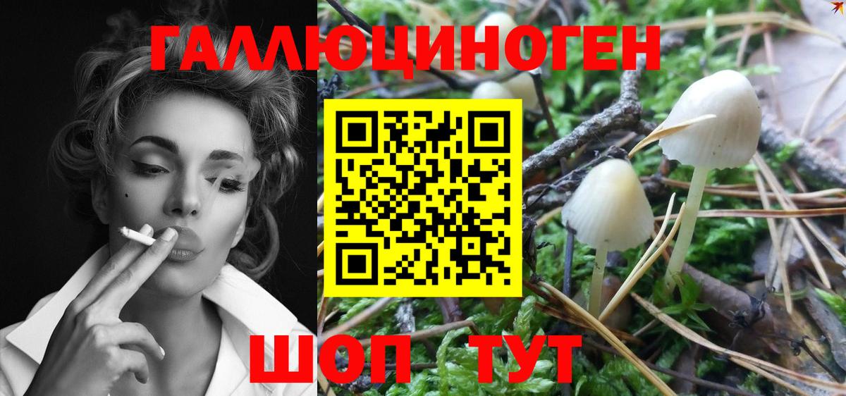 Псилоцибиновые грибы Psilocybe Железноводск